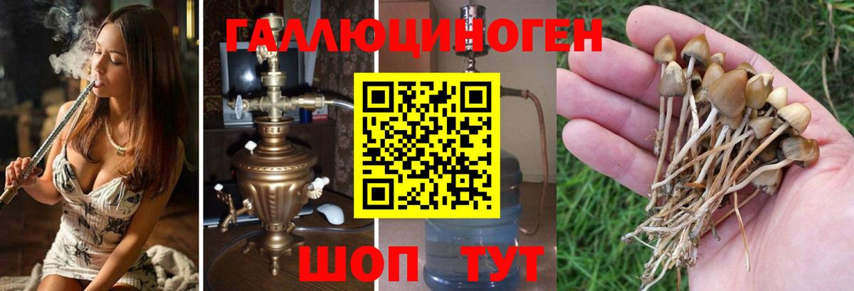 Псилоцибиновые грибы Psilocybe Каменка